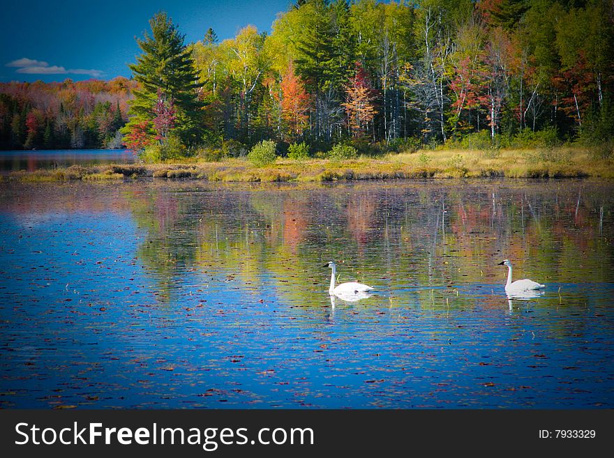 Two swans swimming on lake with autumn foliage. Two swans swimming on lake with autumn foliage