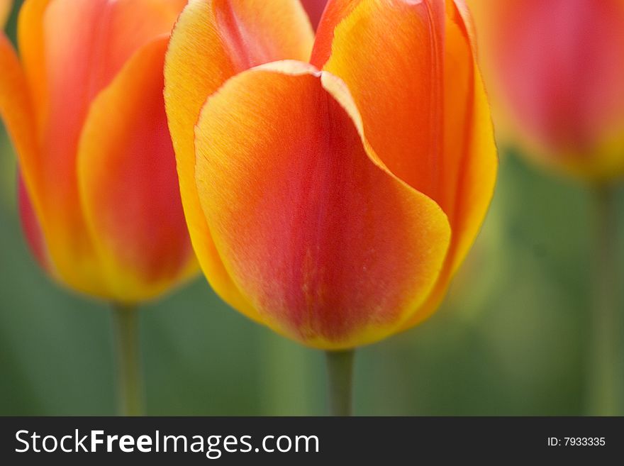 Tulip trio close-up , red and yellow. Tulip trio close-up , red and yellow