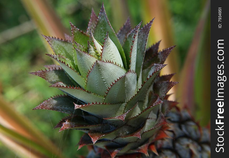 Pineapple is the common name for an edible tropical plant and also its fruit. It has spirally-arranged flowers. Pineapple is the common name for an edible tropical plant and also its fruit. It has spirally-arranged flowers.