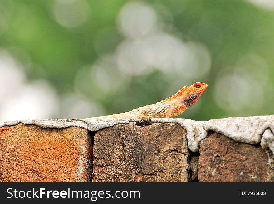 Chameleon resting on the wall.