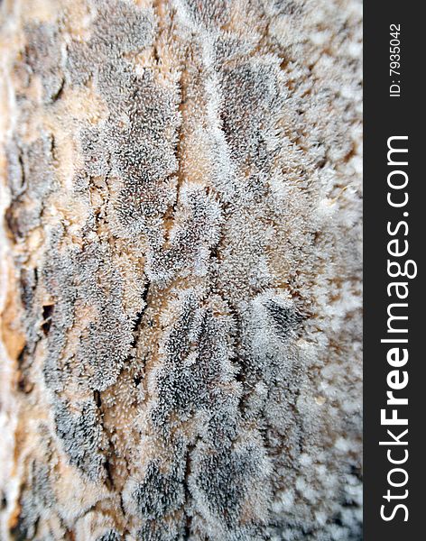 Texture of hoarfrost on a tree bark