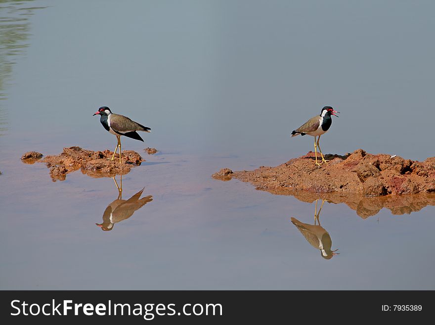 Two red Wattled Lapwing in a pond. Two red Wattled Lapwing in a pond
