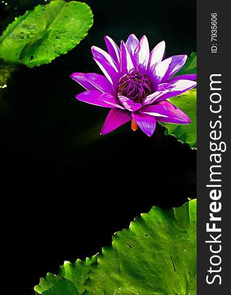 Lotus Water Lilly in the afternoon Thailand