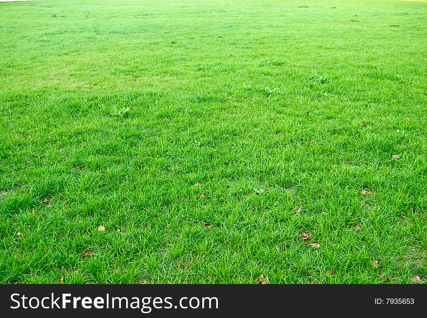 Abstract Grass Background