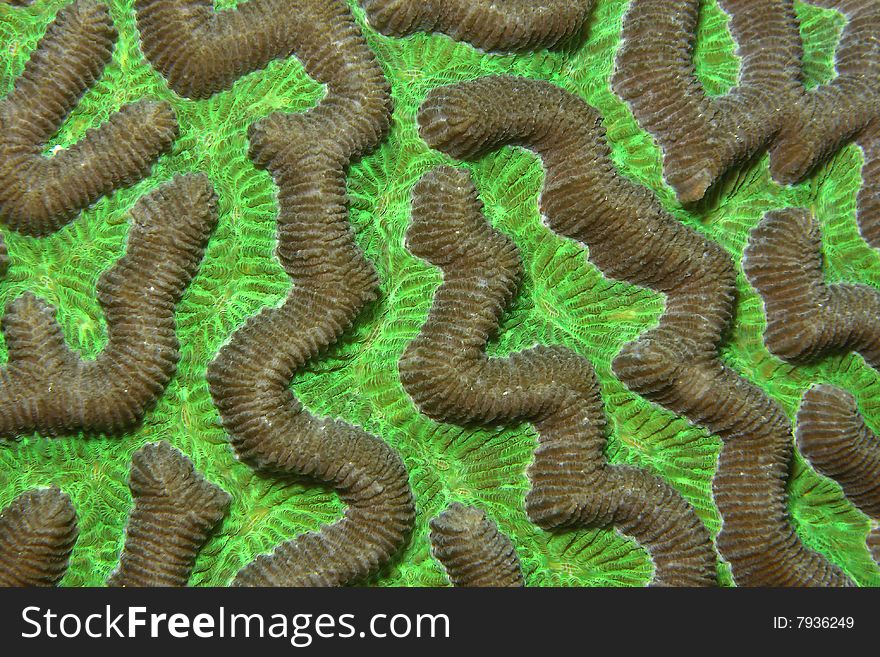 Coral which is called Diploria labyrinthiform. Coral which is called Diploria labyrinthiform