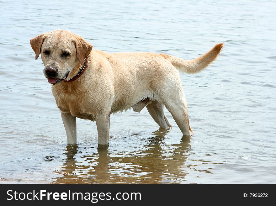 Happy Labrador Costs In Water