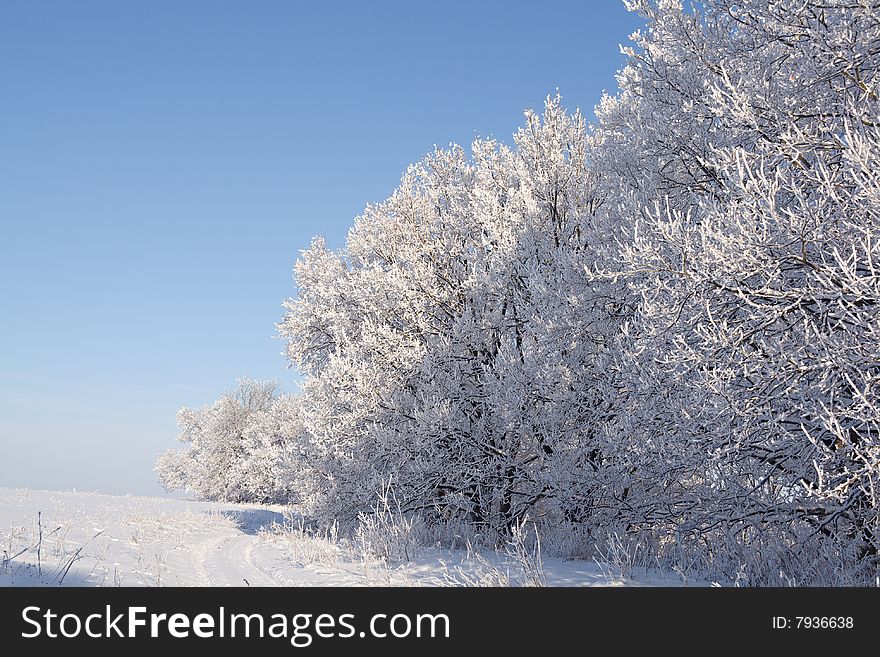 Oaks Covered With Snow