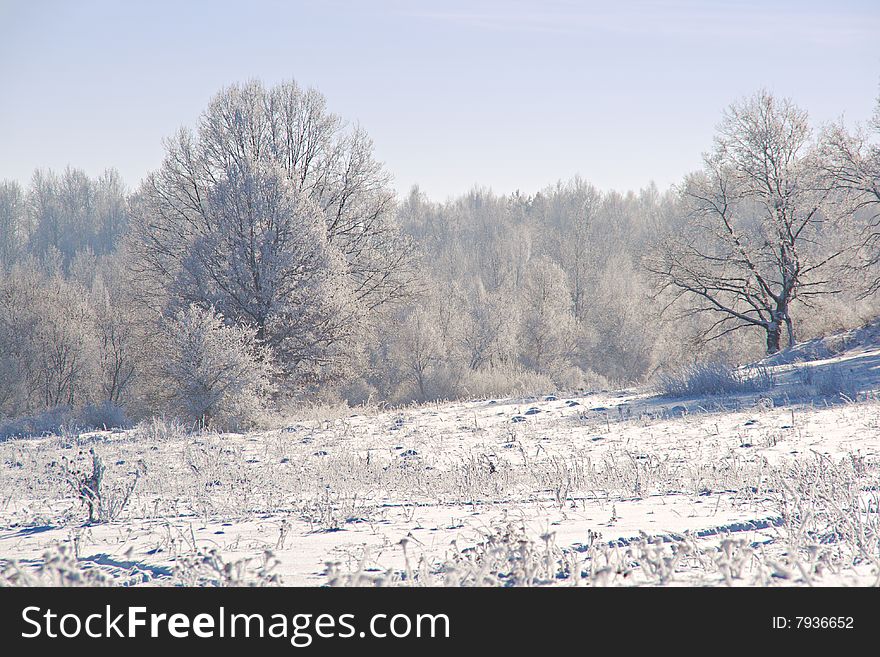 Winter scene - trees wrapped with snow