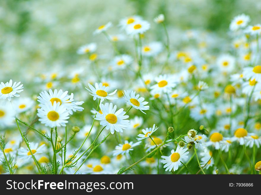 Summer field with a lot of camomiles