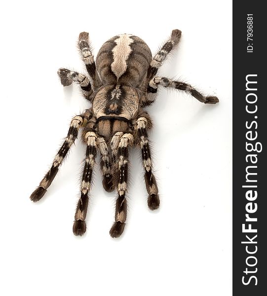 Indian Ornamental Tarantula (Poecilotheria regalis) isolated on white background.