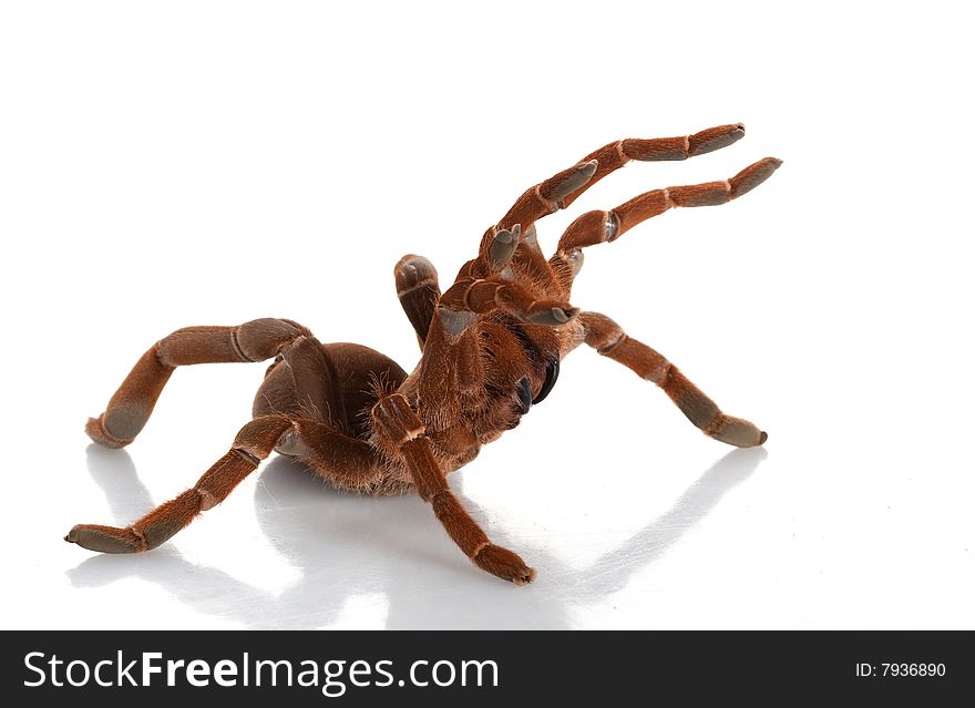 King Baboon Tarantula (Citharischius crawshayi) isolated on white background.