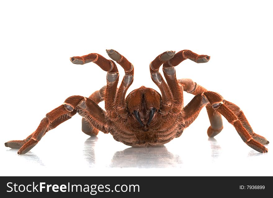 King Baboon Tarantula (Citharischius crawshayi) isolated on white background.