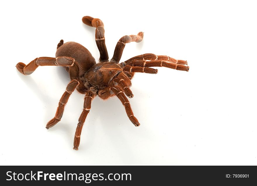 King Baboon Tarantula (Citharischius crawshayi) isolated on white background.