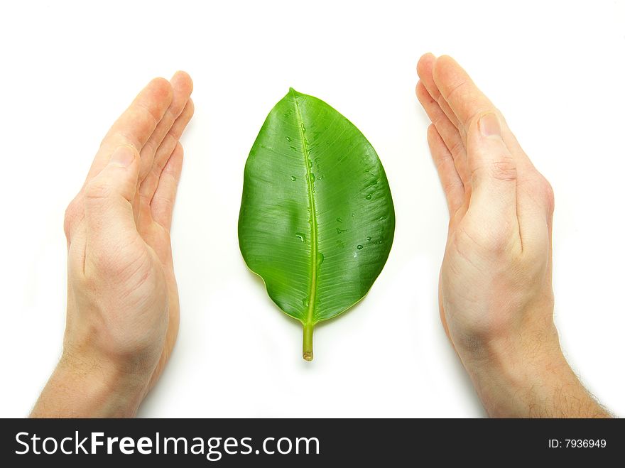 Green leaf in hands on white