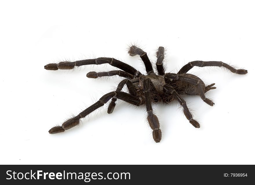 Singapore Blue Tarantula (Lampropelma Violaceopes) isolated on white background.