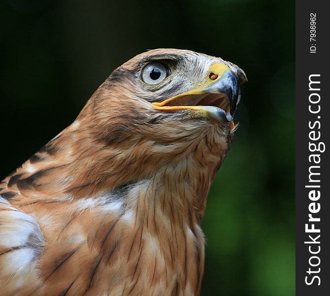 Profile of a buzzard bird looking for a prey