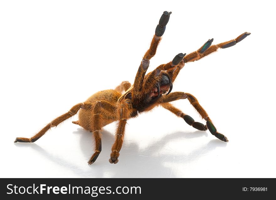 Usambara Orange Baboon Tarantula (Pterinochilus murinus) isolated on white background.