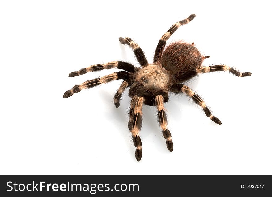 White-striped Birdeater (Nhandu chromatus) isolated on white background.