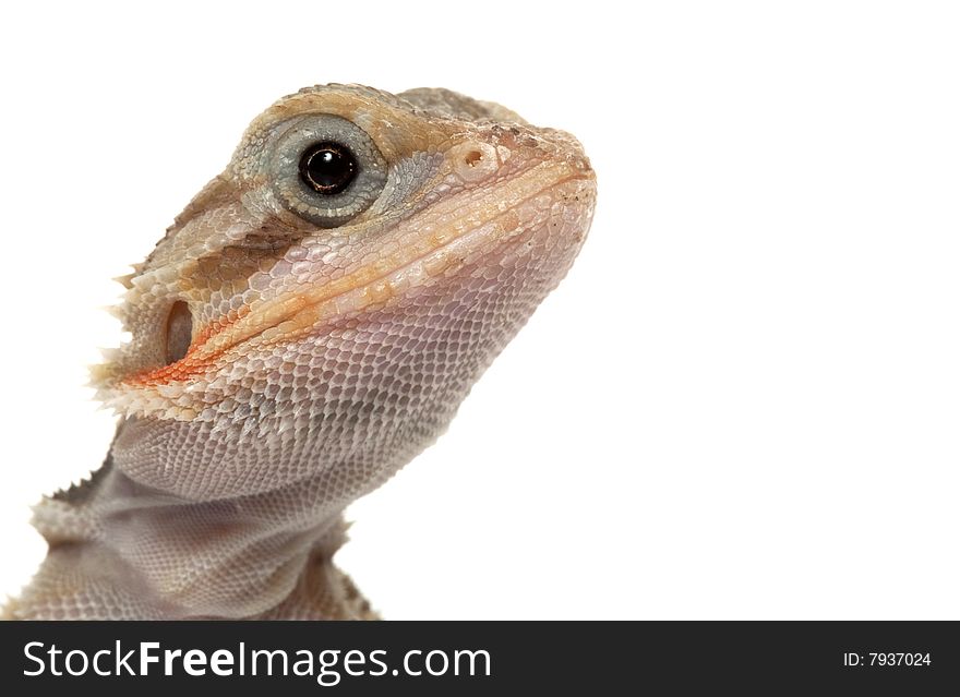 Translucent Bearded Dragon (Pogona vitticeps) isolated on white background.