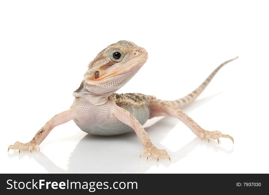 Translucent Bearded Dragon (Pogona vitticeps) isolated on white background.