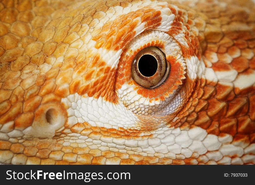 Closeup of the eye of a Bearded Dragon (Pogona vitticeps)