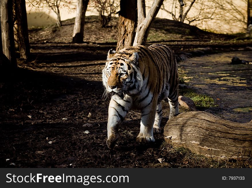 Tiger in a zoological garden in Vienna