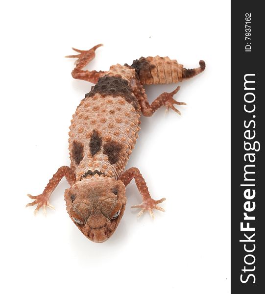 Banded Knob-tailed Gecko (Nephrurus wheeleri) isolated on white background.