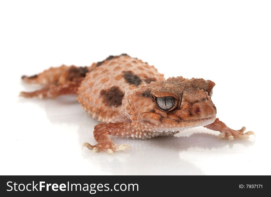 Banded Knob-tailed Gecko (Nephrurus wheeleri) isolated on white background.