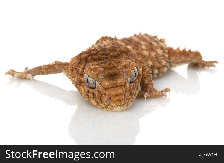 Centralian Rough Knob-tailed Gecko (Nephrurus amyae) isolated on white background.