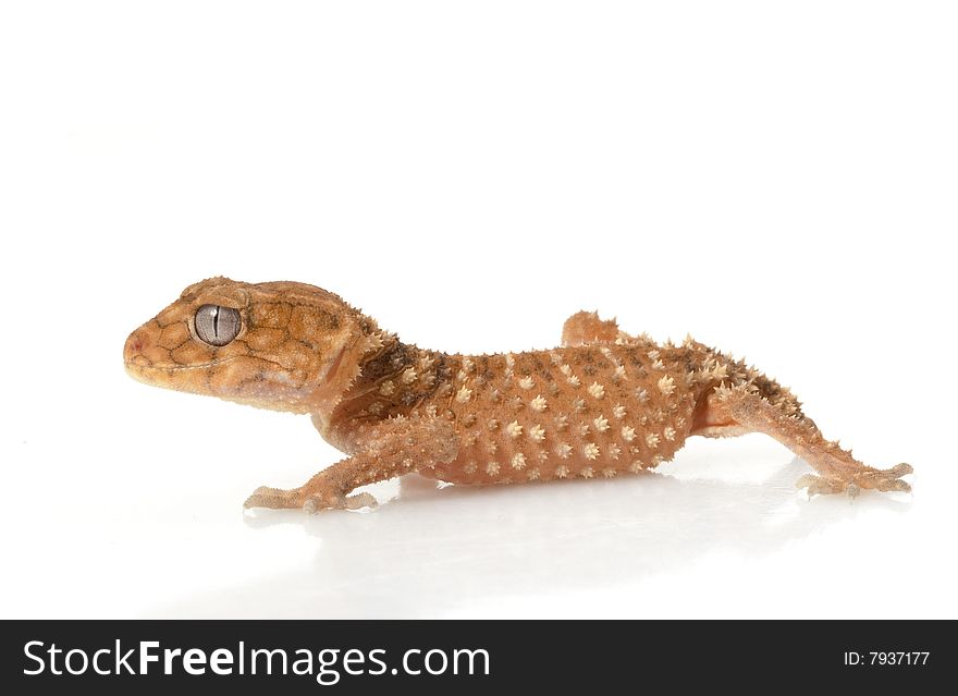 Rough Knob-tailed Gecko (Nephrurus amyae) isolated on white background.