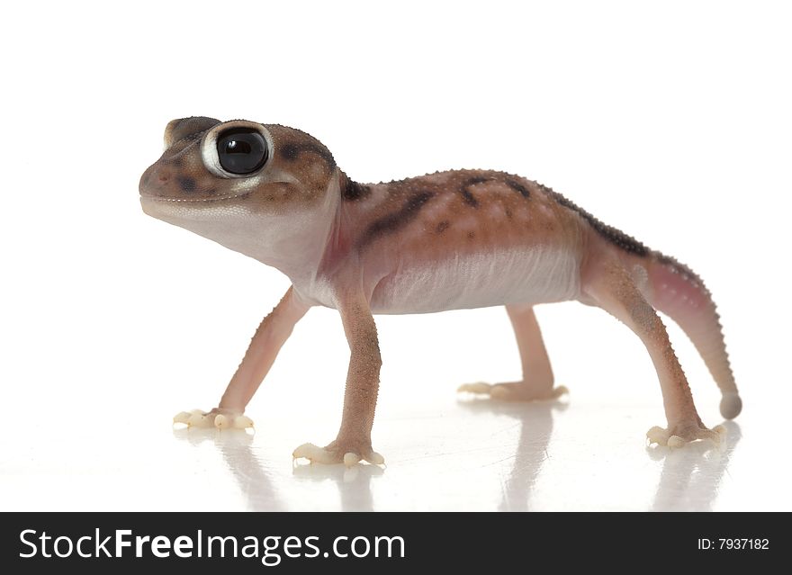 Pernatty Knob Tailed Gecko (Nephrurus deleani) isolated on white background.