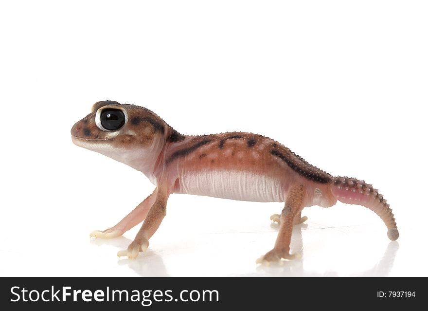 Pernatty Knob Tailed Gecko (Nephrurus deleani) isolated on white background.