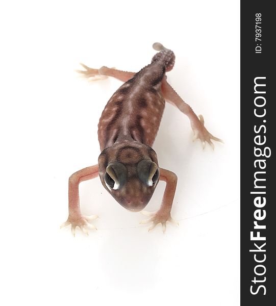 Pernatty Knob Tailed Gecko (Nephrurus deleani) isolated on white background.