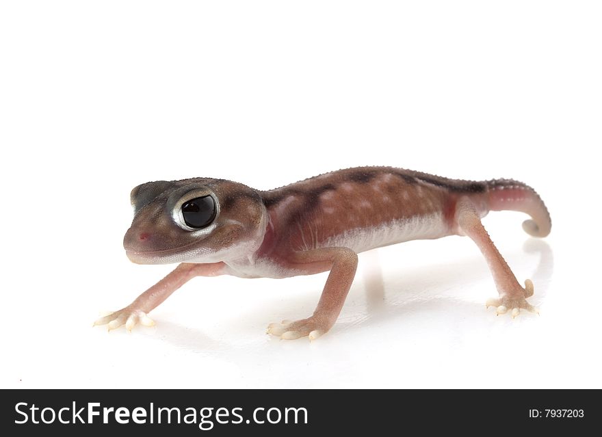 Pernatty Knob Tailed Gecko (Nephrurus deleani) isolated on white background.