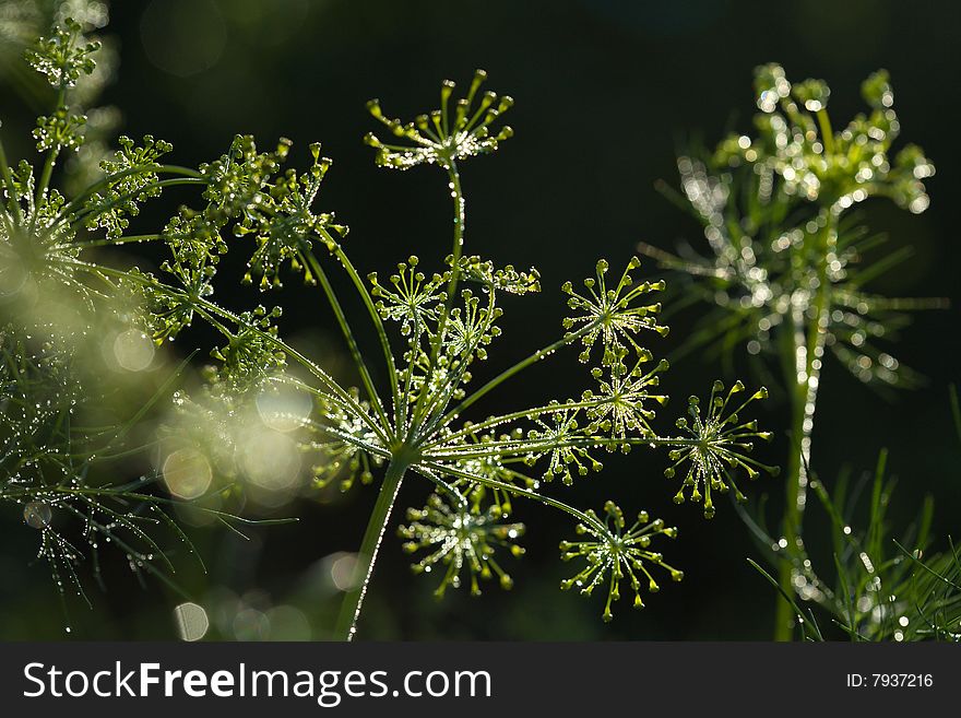 Beautiful fennel shined with the sun. Beautiful fennel shined with the sun