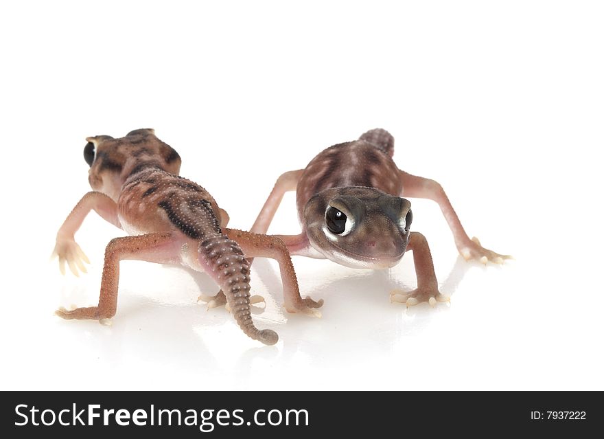 Pernatty Knob Tailed Geckos(Nephrurus deleani) isolated on white background.