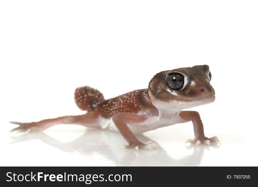 Smooth Knob-tailed Gecko (Nephrurus levis occidentalis) isolated on white background.