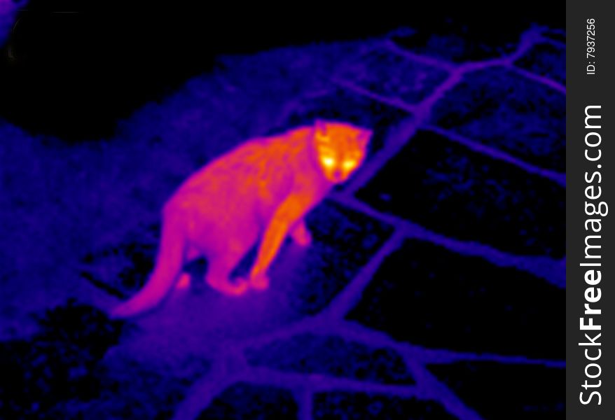 Cat walking on a cobbled streets. Real infrared (thermic) photo. A thermographic camera is a device that forms an image using infrared radiation and making visible the heat of the model. This image is not a digital effect. Cat walking on a cobbled streets. Real infrared (thermic) photo. A thermographic camera is a device that forms an image using infrared radiation and making visible the heat of the model. This image is not a digital effect.