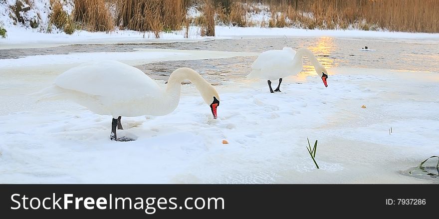 Pair swan on winter background for desktop. Pair swan on winter background for desktop