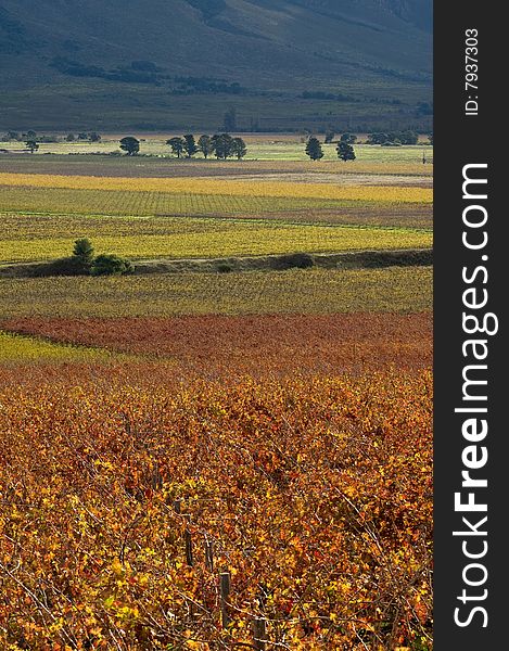 Vineyards with layers of autumn colours. Vineyards with layers of autumn colours