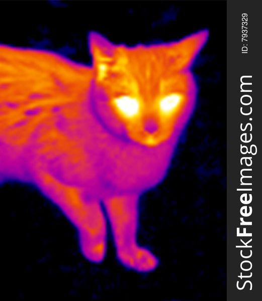 Cat's head. Real infrared (thermic) photo in black and warm colors. A thermographic camera is a device that forms an image using infrared radiation and making visible the heat of the model. This image is not a digital effect. Cat's head. Real infrared (thermic) photo in black and warm colors. A thermographic camera is a device that forms an image using infrared radiation and making visible the heat of the model. This image is not a digital effect.