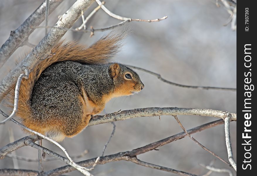 Fox squirrel (sciurus niger) on a tree branch. Fox squirrel (sciurus niger) on a tree branch