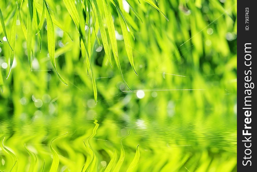 Green grass with drops of water on a background the rays of a sun and its reflection