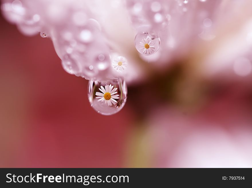 Flowers and their reflections in drop of water