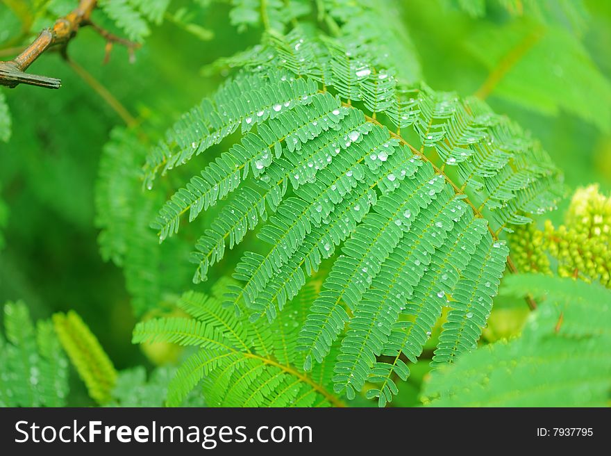 Shot of  green fern leaf living in rain forest