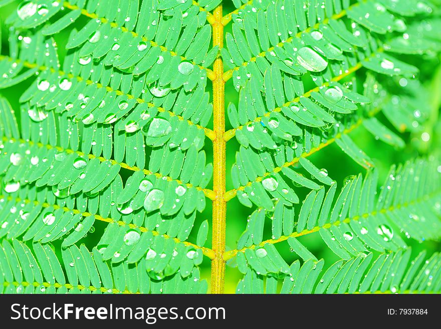 Details of a fern leaf with water drop. Details of a fern leaf with water drop