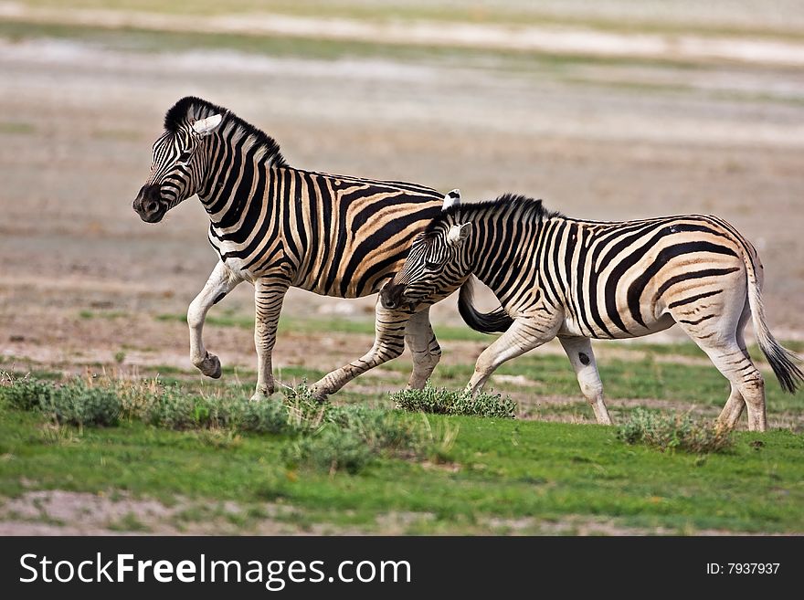 Zebras fighting