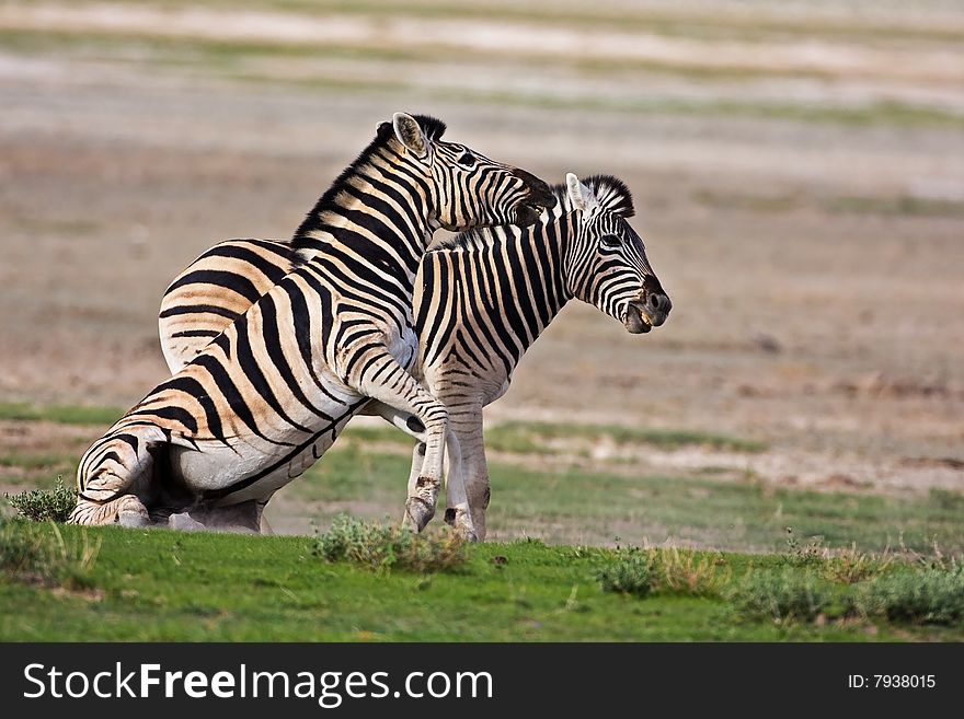 Two Burchells Zebras fighting; Equus burchelli; South Africa