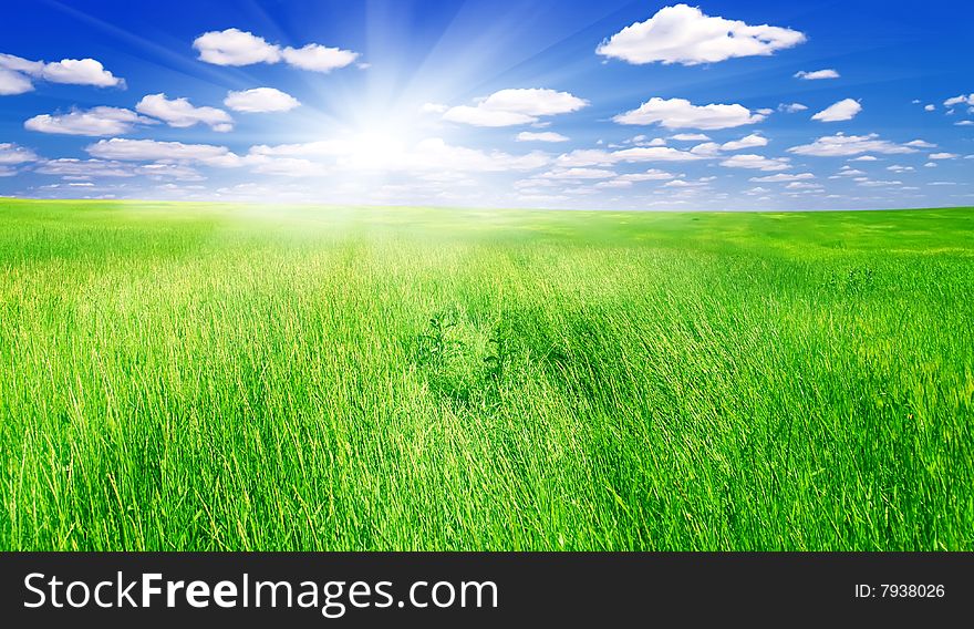 Field of green grass and blue sun sky