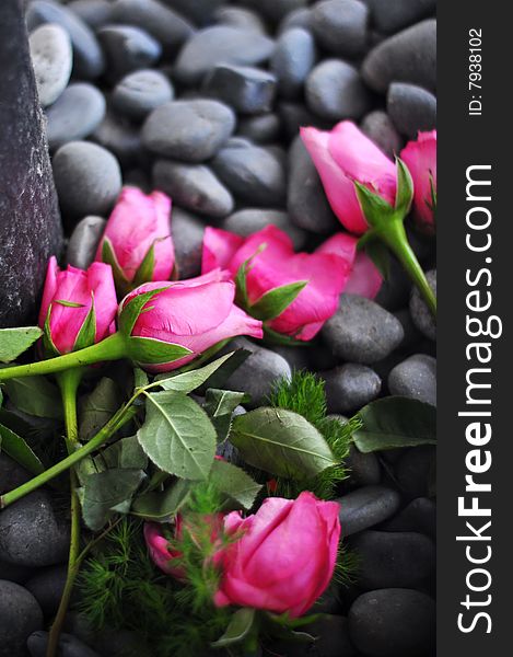 Pink roses lying on pebbles. Pink roses lying on pebbles